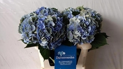Hydrangea Elbtal Classic 80cm 18-20cm Hd