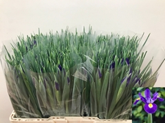 Iris Blue Magic 53cm 40gr.