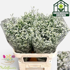 Limonium Sinense Mountain Diamond 80cm 30gr.