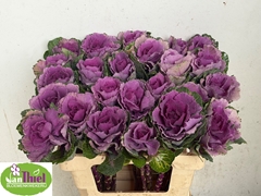 Brassica Red Crane 55cm