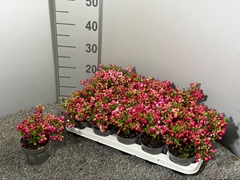 Gaultheria Red Berry 10Ø 20cm