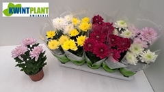 Chrysanth Zembla Mix 12Ø 29cm