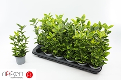 Euonymus Aureomarginatus 9Ø 23cm