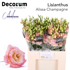 Eustoma Double Alissa Champagne 60cm