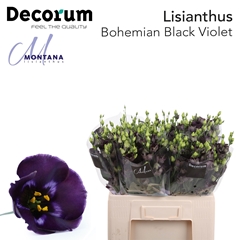 Eustoma Single Bohemian Black Violet 60cm
