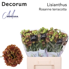 Eustoma Double Rosanne Light Terracotta 60cm