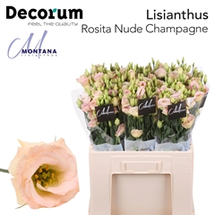 Eustoma Double Rosita Champagne 60cm