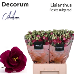 Eustoma Double Rosita Red 60cm