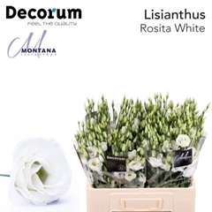 Eustoma Double Rosita White 60cm