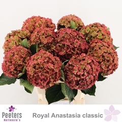 Hydrangea Royal Anastasia Classic 60cm 14-16cm Hd
