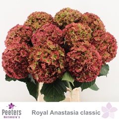Hydrangea Royal Anastasia Classic 65cm 16-18cm Hd