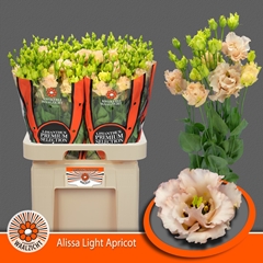 Eustoma Double Alissa Light Apricot 70cm
