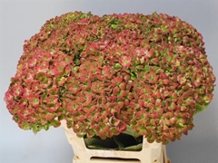 Hydrangea Coral Classic 60cm 16-18cm Hd
