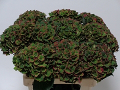 Hydrangea Charlotte Classic 60cm 16-18cm Hd