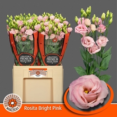 Eustoma Double Rosita Bright Pink 70cm
