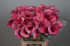 Zantedeschia Captain Romance 70cm