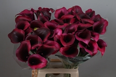 Zantedeschia Rudolph 70cm