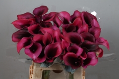 Zantedeschia Rudolph 60cm