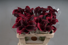 Zantedeschia Rudolph 55cm