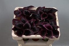 Zantedeschia Cantor 45cm