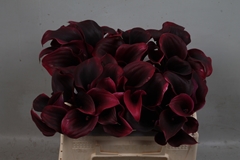 Zantedeschia Call Amazone 30cm