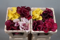 Zantedeschia Mixed 45cm