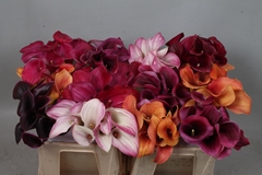 Zantedeschia Mixed 35cm