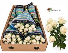Rosa Spray Sweet Sofie 60cm 5+