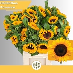 Helianthus Sunrich Provence 60cm 12cm Hd