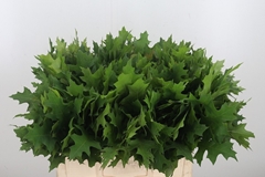 Quercus Palustris 60cm