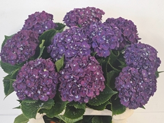 Hydrangea Mon Amour Purple 80cm 12-14cm Hd