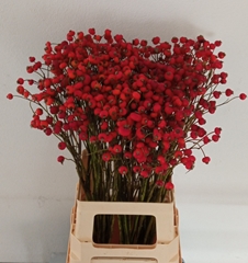 Rosa Magical Amazing Fantasy 70cm