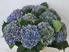 Hydrangea Pompidou Classic 65cm 21-23cm Hd