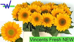 Helianthus Vincent's Fresh 80cm