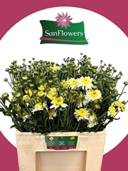 Chrysanth Spray Beppie White 60cm 80gr.