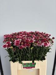 Chrysanth Spray Beppie 60cm 80gr.