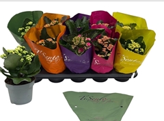 Kalanchoe Double Mix 12Ø 25cm