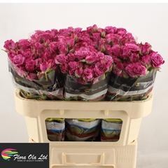 Rosa Spray Fiction 70cm 5+