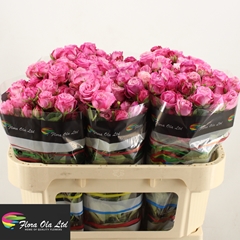 Rosa Spray Lady Bombastic 70cm 5+