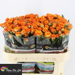 Rosa Spray Smashing 70cm 5+
