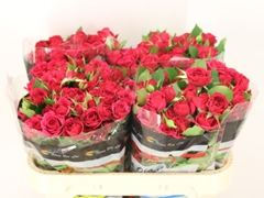 Rosa Spray Quincy 70cm 5+