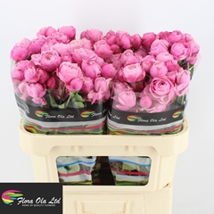 Rosa Spray Silva Pink+ 70cm 5+