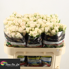 Rosa Spray Royal Porcelina 70cm 5+
