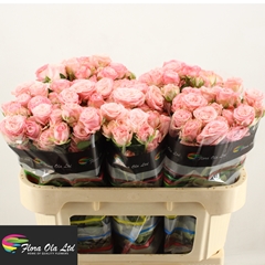 Rosa Spray Madam Bombastic 70cm 5+