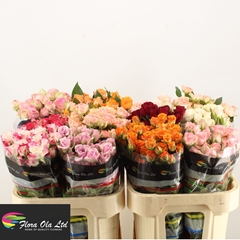 Rosa Spray Mix 70cm 5+