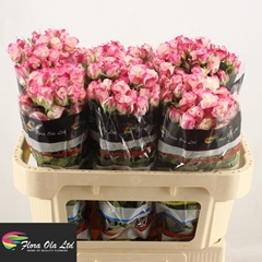 Rosa Spray Reflex 70cm 5+