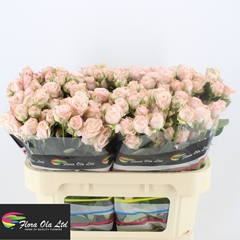 Rosa Spray Bombastic 70cm 5+