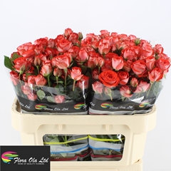 Rosa Spray Zadique 70cm 5+