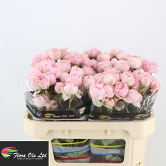Rosa Spray Mansfield Pink Park 70cm 5+