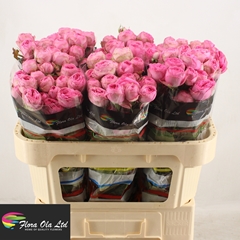 Rosa Spray Giselle! 70cm 7+